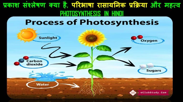 Photosynthesis Life Meaning In Hindi