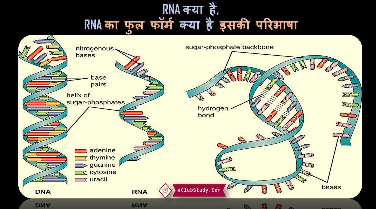RNA in Hindi